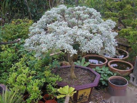 芙蓉樹照顧|如何栽種和養護芙蓉樹